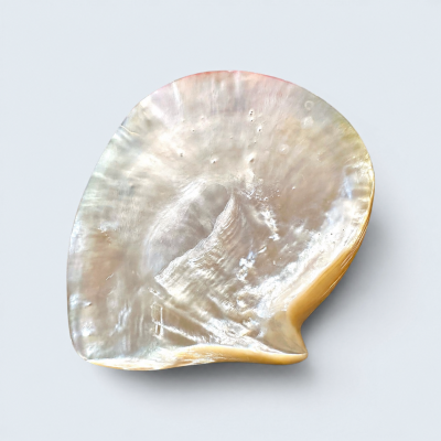 Broome Polished Pearl Shells