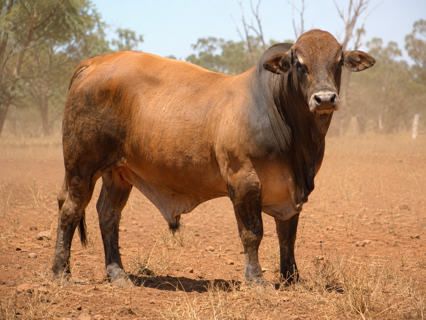 Bull